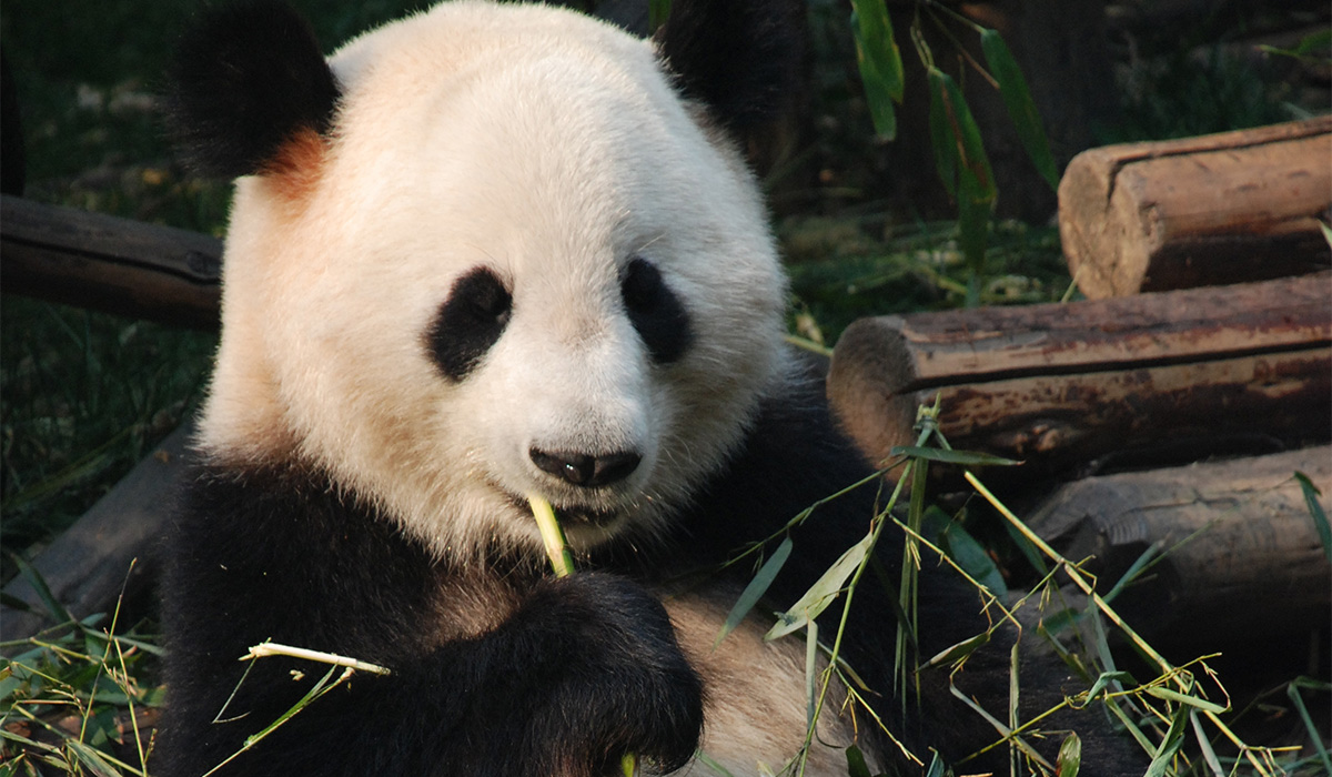 Visit a panda sanctuary in Chengdu, China